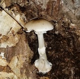 Amanita brunnescens image