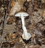 Amanita brunnescens image