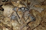 Pseudocraterellus calyculus image