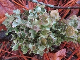 Tuckermanopsis americana image