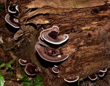 Nigroporus vinosus image