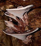Nigroporus vinosus image