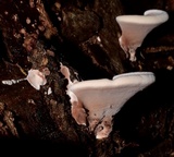 Nigroporus vinosus image