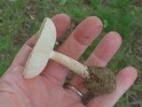 Amanita pseudovolvata image