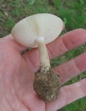 Amanita pseudovolvata image