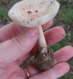 Amanita pseudovolvata image