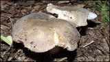 Russula crustosa image