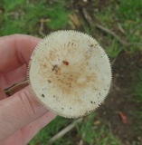 Amanita pseudovolvata image