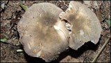 Russula crustosa image