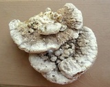 Trametes pubescens image