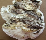 Trametes pubescens image