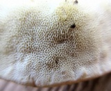 Trametes pubescens image
