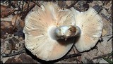 Russula crustosa image