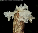 Tremella fuciformis image