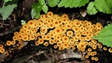 Xeromphalina kauffmanii image