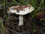 Hebeloma crustuliniforme image