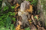 Xeromphalina kauffmanii image
