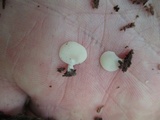 Crepidotus stipitatus image