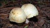 Agaricus auricolor image