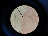 Crepidotus stipitatus image