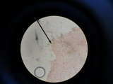 Crepidotus stipitatus image