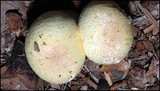 Agaricus auricolor image