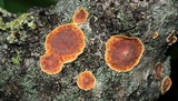 Punctularia strigosozonata image