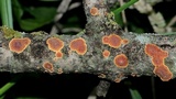 Punctularia strigosozonata image