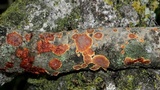 Punctularia strigosozonata image