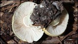 Agaricus auricolor image