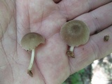 Pluteus longistriatus image