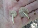 Pluteus longistriatus image