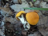 Cantharellus flavus image