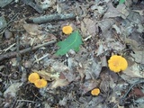 Cantharellus flavus image