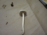 Agrocybe molesta image