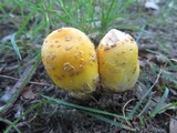 Amanita flavorubens image