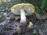 Amanita flavorubens image