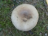 Amanita spreta image