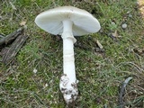 Amanita spreta image
