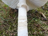 Amanita spreta image