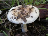 Hebeloma crustuliniforme image