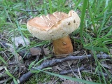 Gyroporus castaneus image
