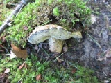 Gyroporus cyanescens image