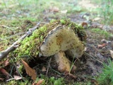 Gyroporus cyanescens image
