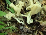 Helvella elastica image