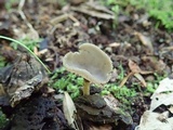 Helvella macropus image