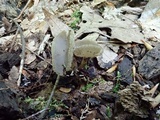Helvella macropus image