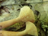 Lactarius camphoratus image