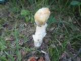 Hypomyces hyalinus image