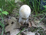 Hypomyces hyalinus image
